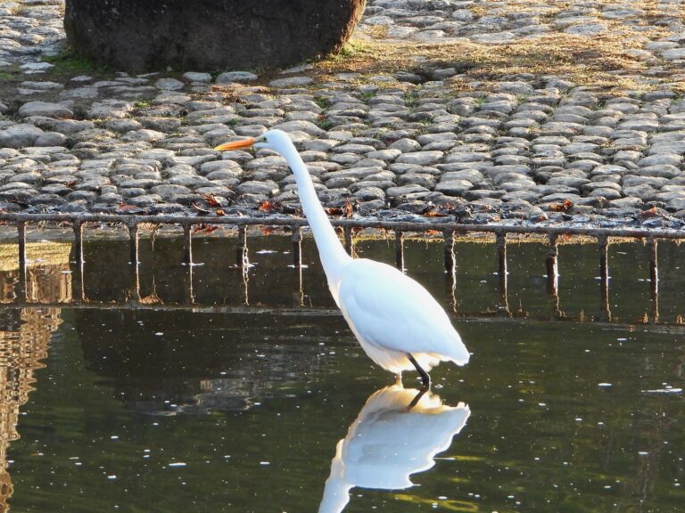 Great Egret standing in shallow water with its reflection visible, photographed in Japan