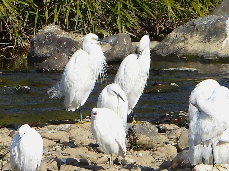Little egrets resting on rocks along a shallow river, showing white plumage, black legs, and yellow feet in daylight