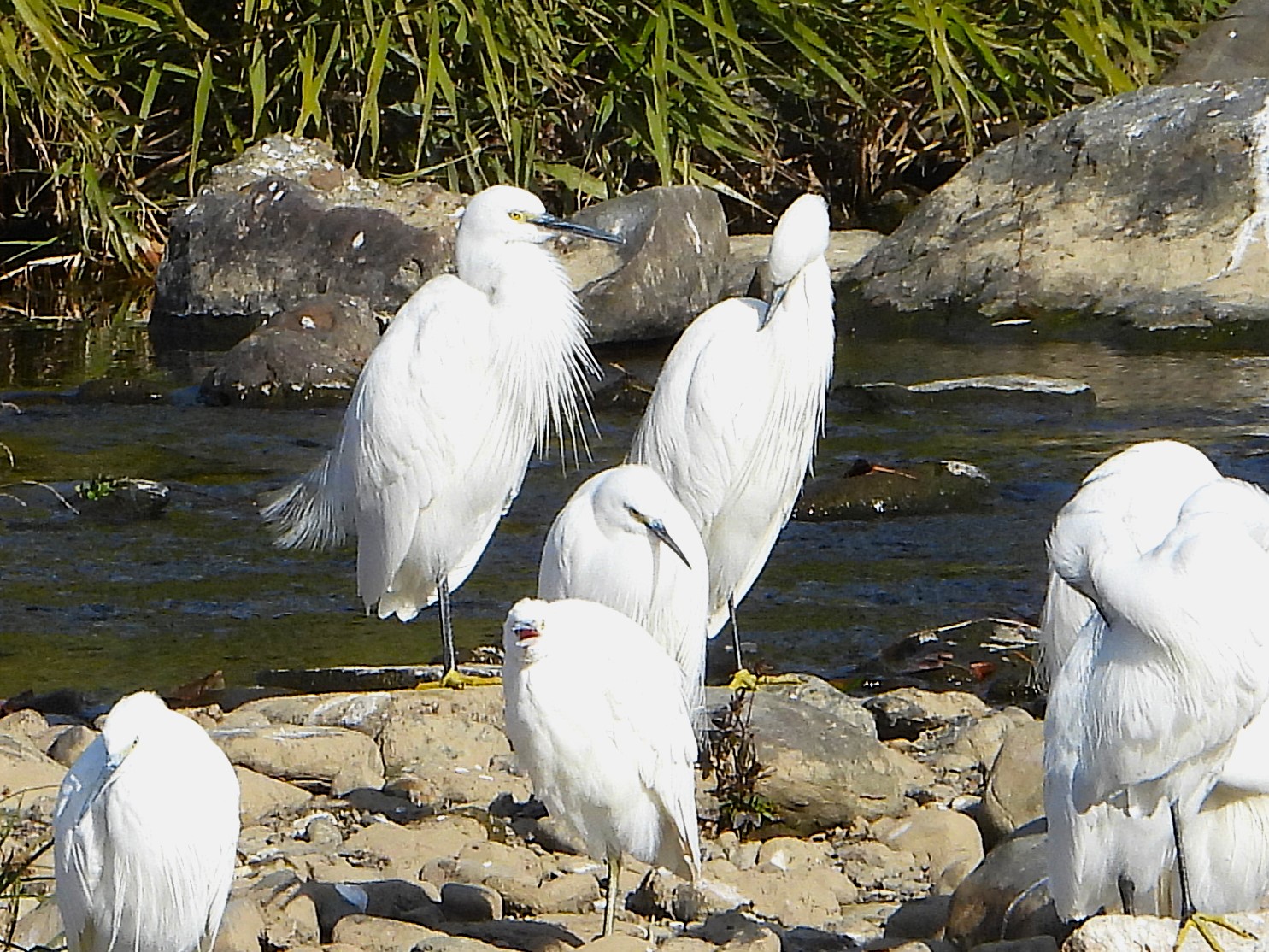 Little egrets resting on rocks along a shallow river, showing white plumage, black legs, and yellow feet in daylight