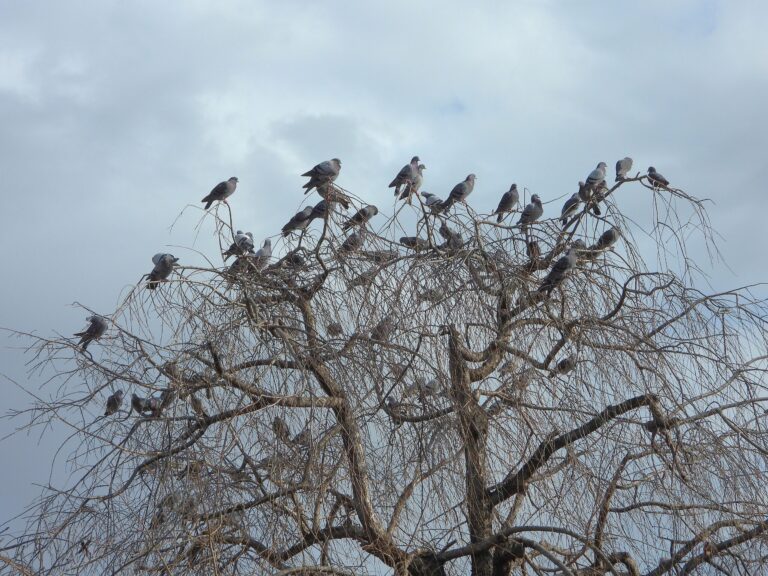 Flock of Rock Pigeons roosting in a tree within a city park in Japan