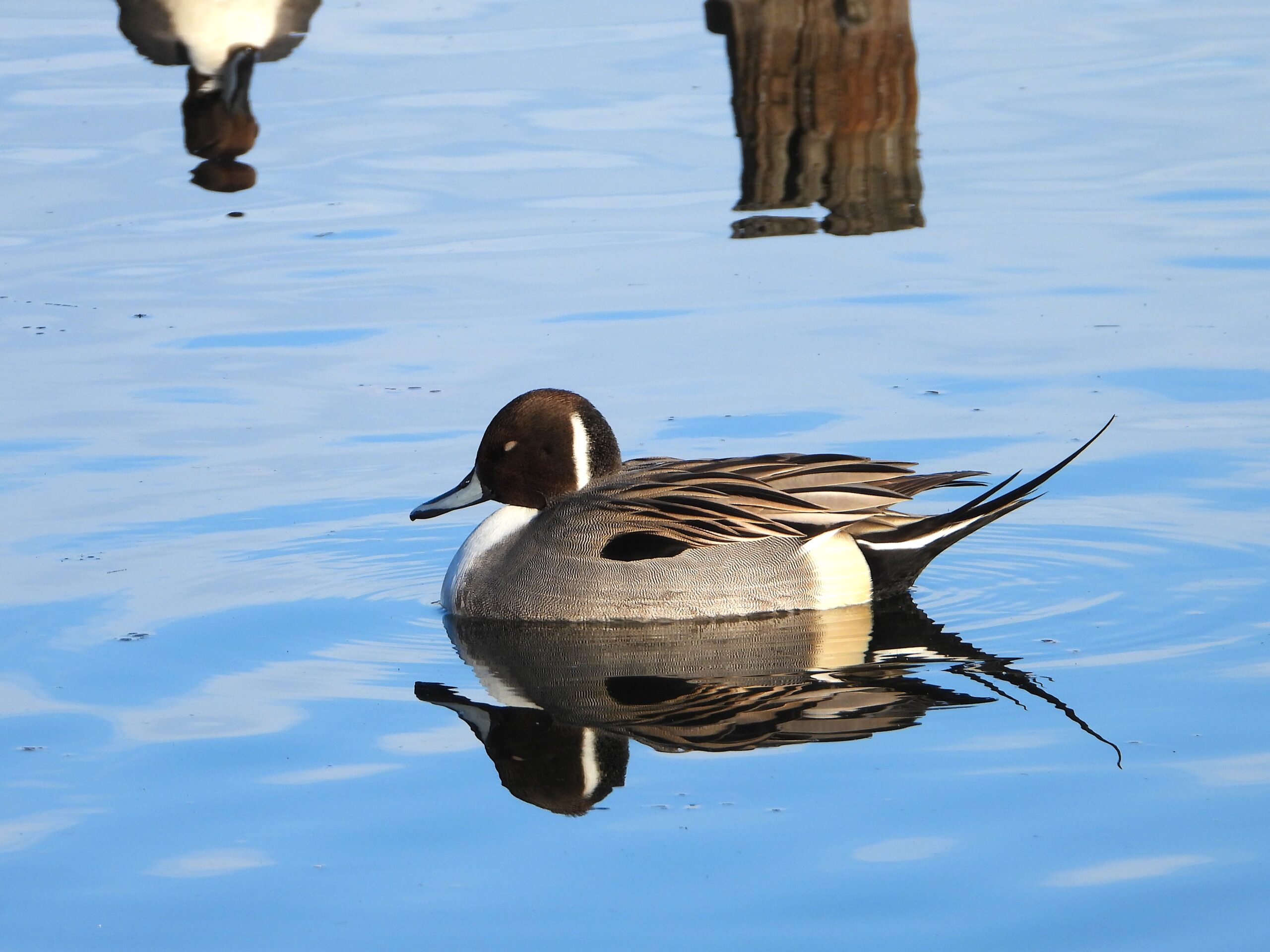 Male Northern Pintail resting on a calm winter pond in Japan, showing its long pointed tail and slender body.