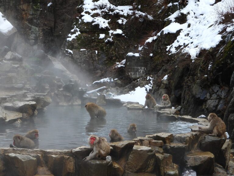 Snow monkeys (Japanese macaques) soaking in a steaming natural hot spring, surrounded by snow-covered rocks and cliffs in winter.