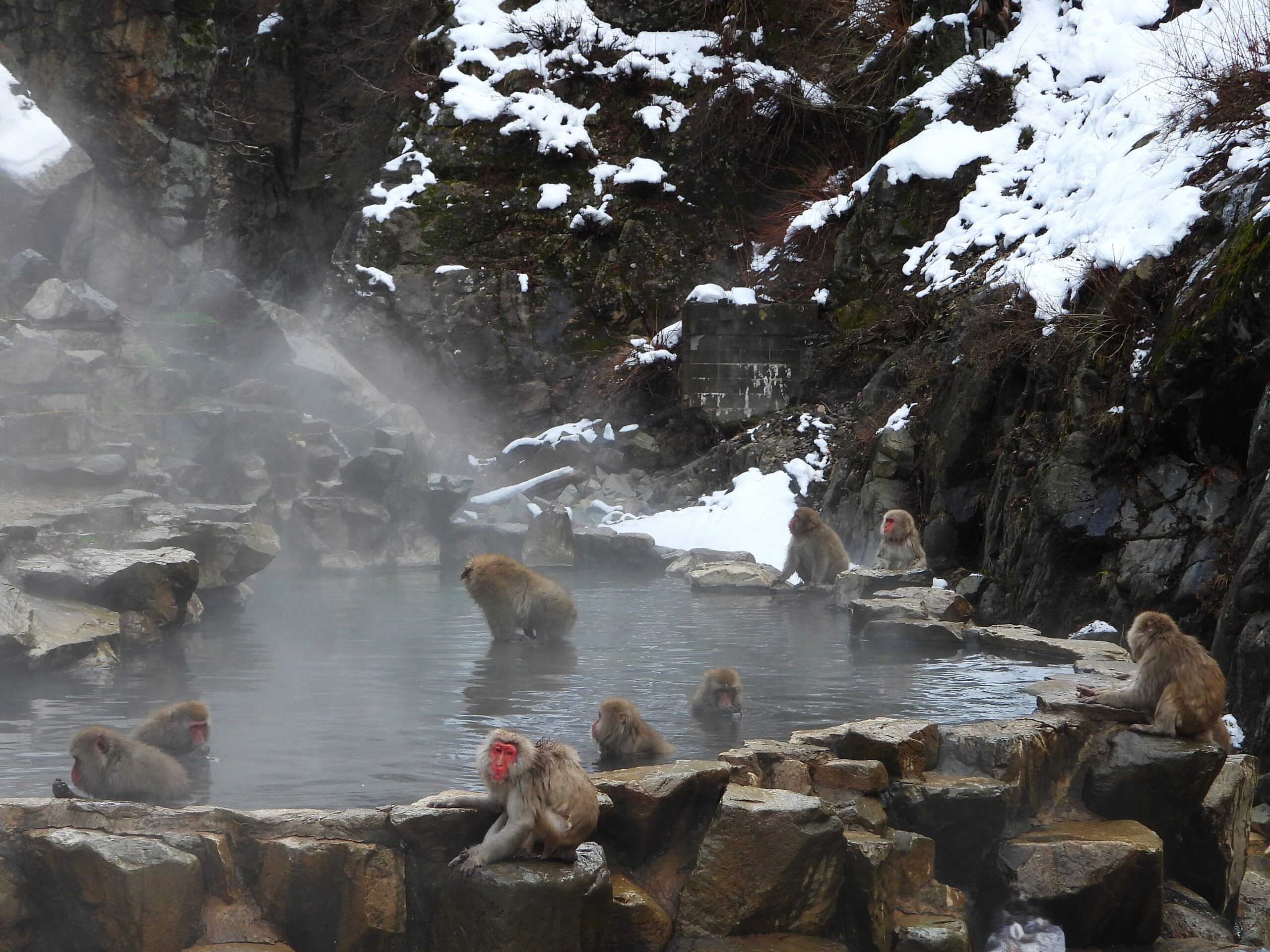 Snow monkeys (Japanese macaques) soaking in a steaming natural hot spring, surrounded by snow-covered rocks and cliffs in winter.