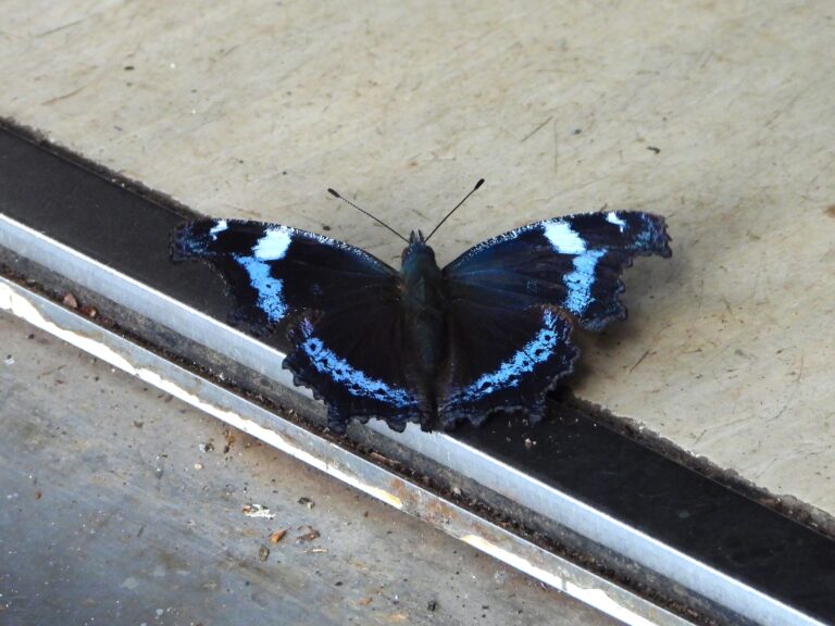 Blue Admiral butterfly (Kaniska canace) resting with wings fully open, showing vivid blue bands on dark wings in Japan