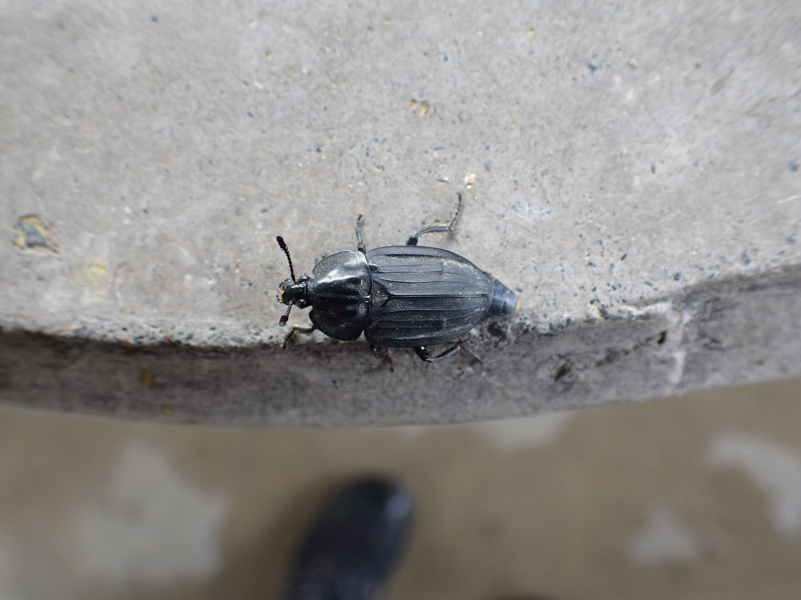 Oo-hirata-shidemushi (Eusilpha japonica) walking on a concrete surface, showing its flattened black body and ridged elytra