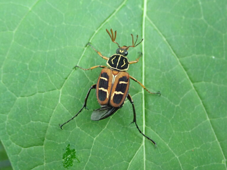 Paratrichius doenitzi male with bold yellow-and-black markings resting on a green leaf in Japan