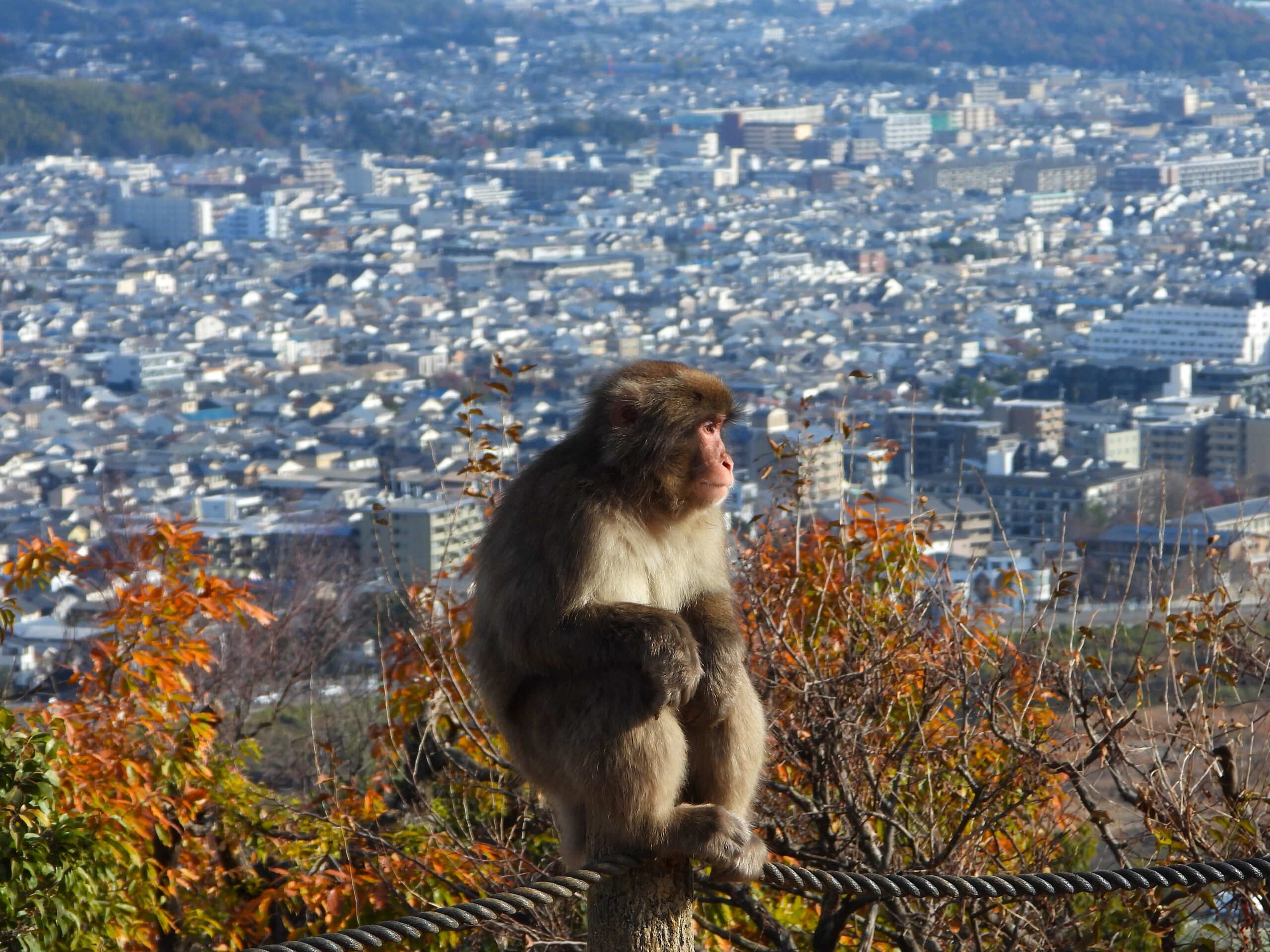 Japanese macaque overlooking Kyoto city at Arashiyama Monkey Park