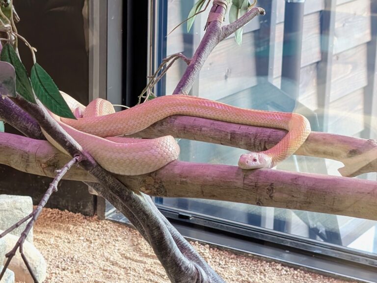 Real white snake on display inside the Iwakuni White Snake Museum, Japan