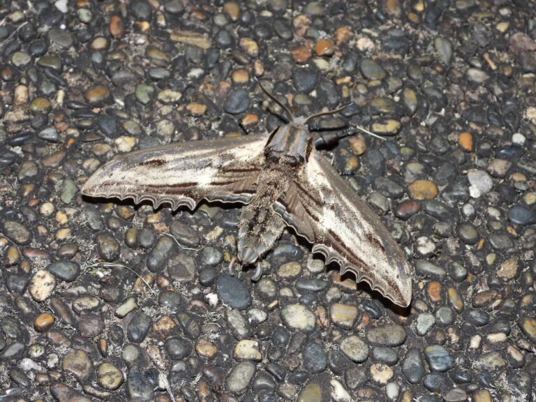 Apple Hawkmoth (Langia zenzeroides nawai) – Wildlife of Japan