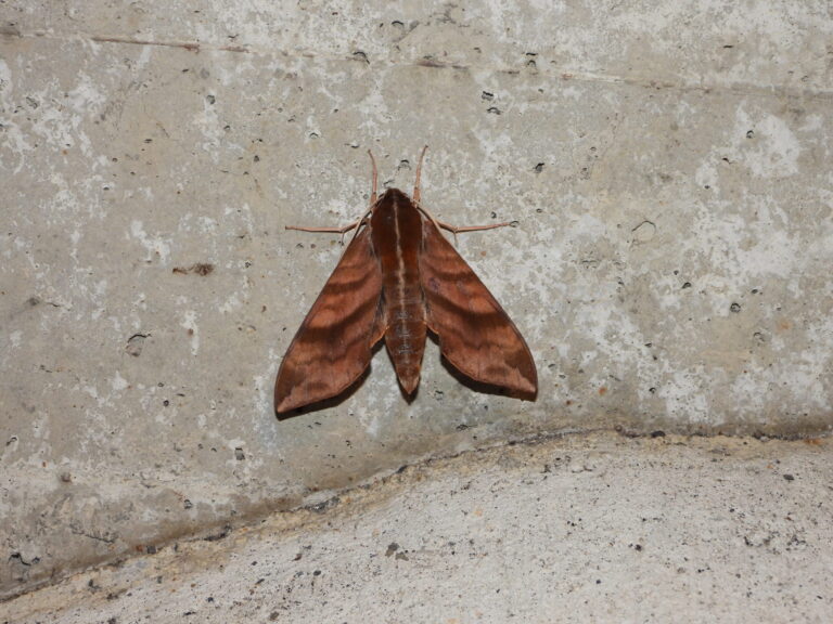Ampelophaga rubiginosa (Kuruma-suzume) adult resting on a concrete wall in Japan