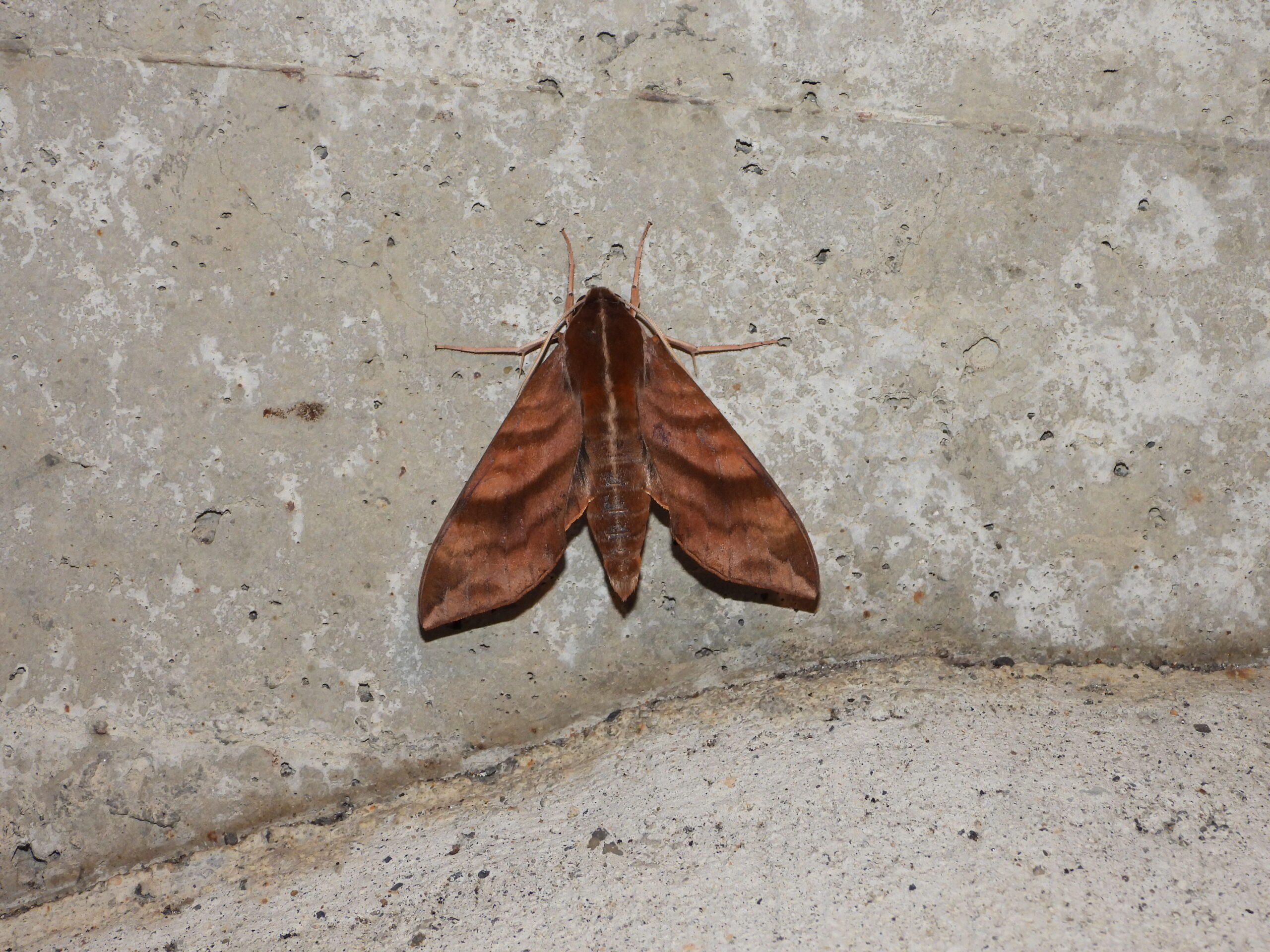 Ampelophaga rubiginosa (Kuruma-suzume) adult resting on a concrete wall in Japan