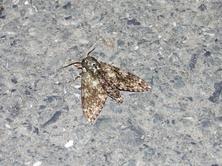 Dolbina tancrei resting on asphalt at night, showing bark-like camouflage on forewings