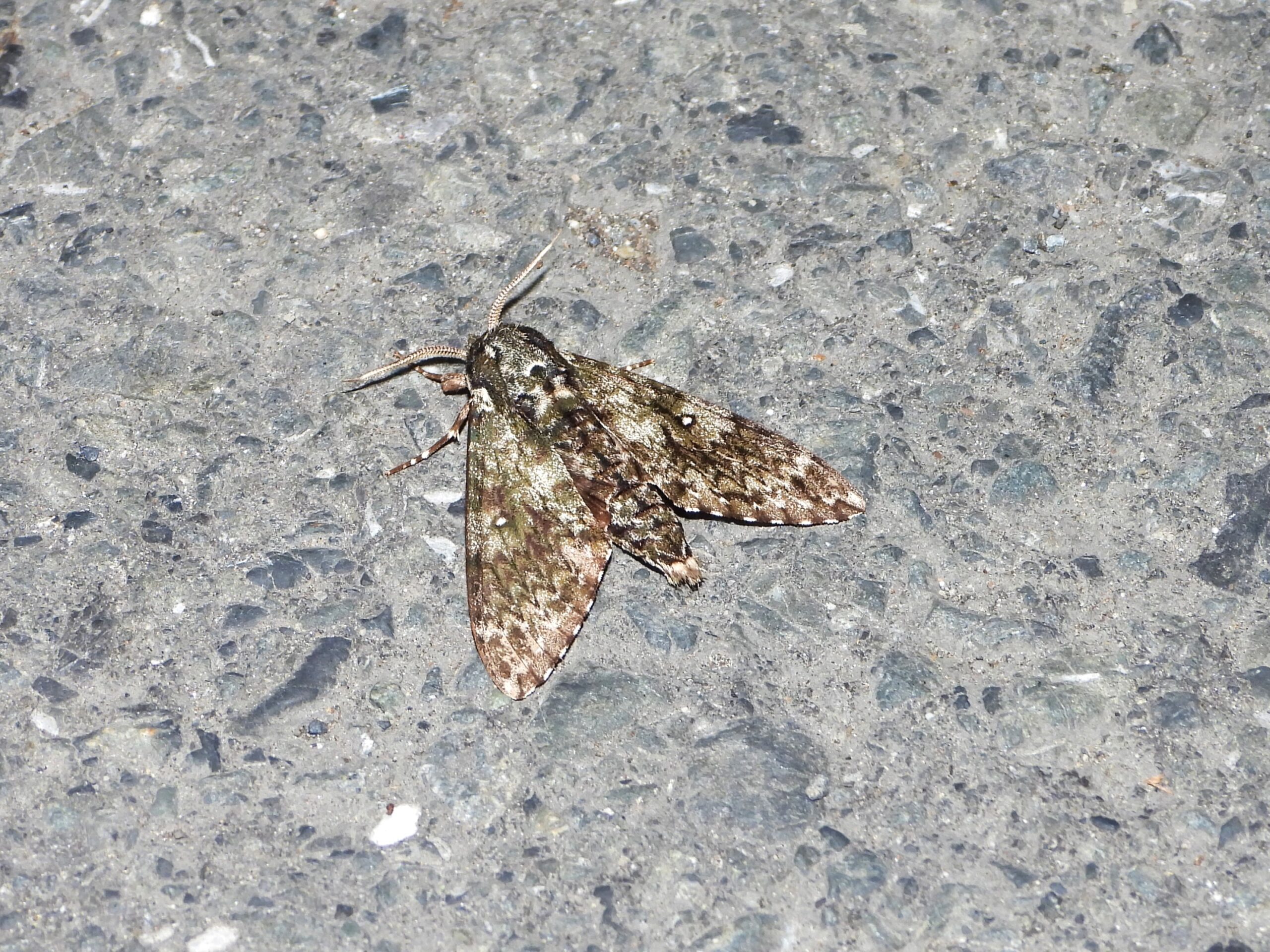 Dolbina tancrei resting on asphalt at night, showing bark-like camouflage on forewings