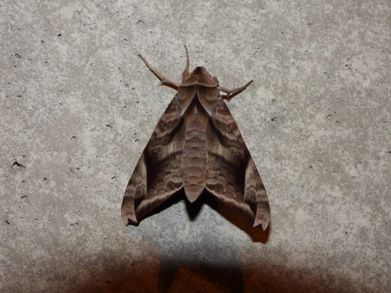 Acosmeryx naga adult resting near a streetlight in Japan, showing brown forewings and typical hawk moth shape.