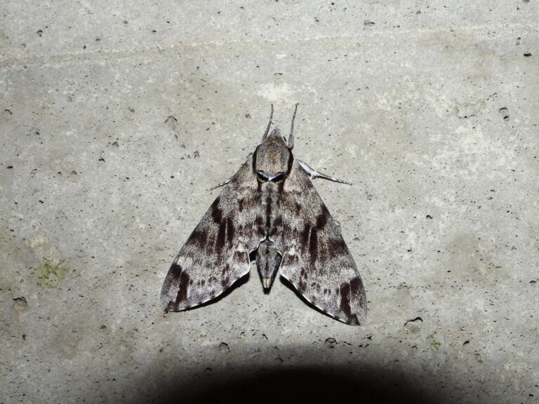 Meganoton analis (Ezo-shimofuri-suzume) resting on concrete, showing gray mottled forewings and robust hawkmoth body.