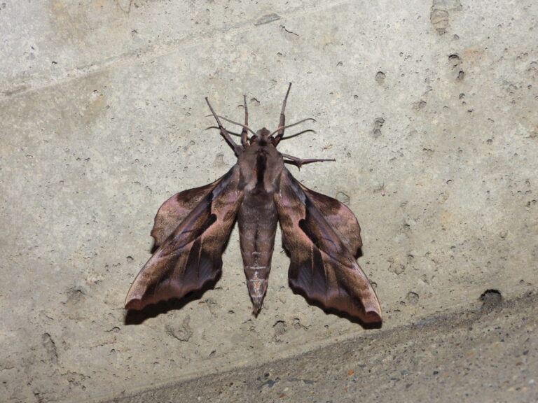 Phyllosphingia dissimilis (Ezo Suzume) resting on a concrete wall in Japan, showing shadow-like brown wing patterns