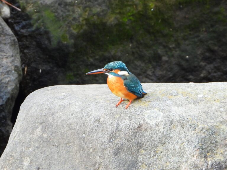 Common Kingfisher with blue upperparts and orange underparts perched on a riverside rock in Japan