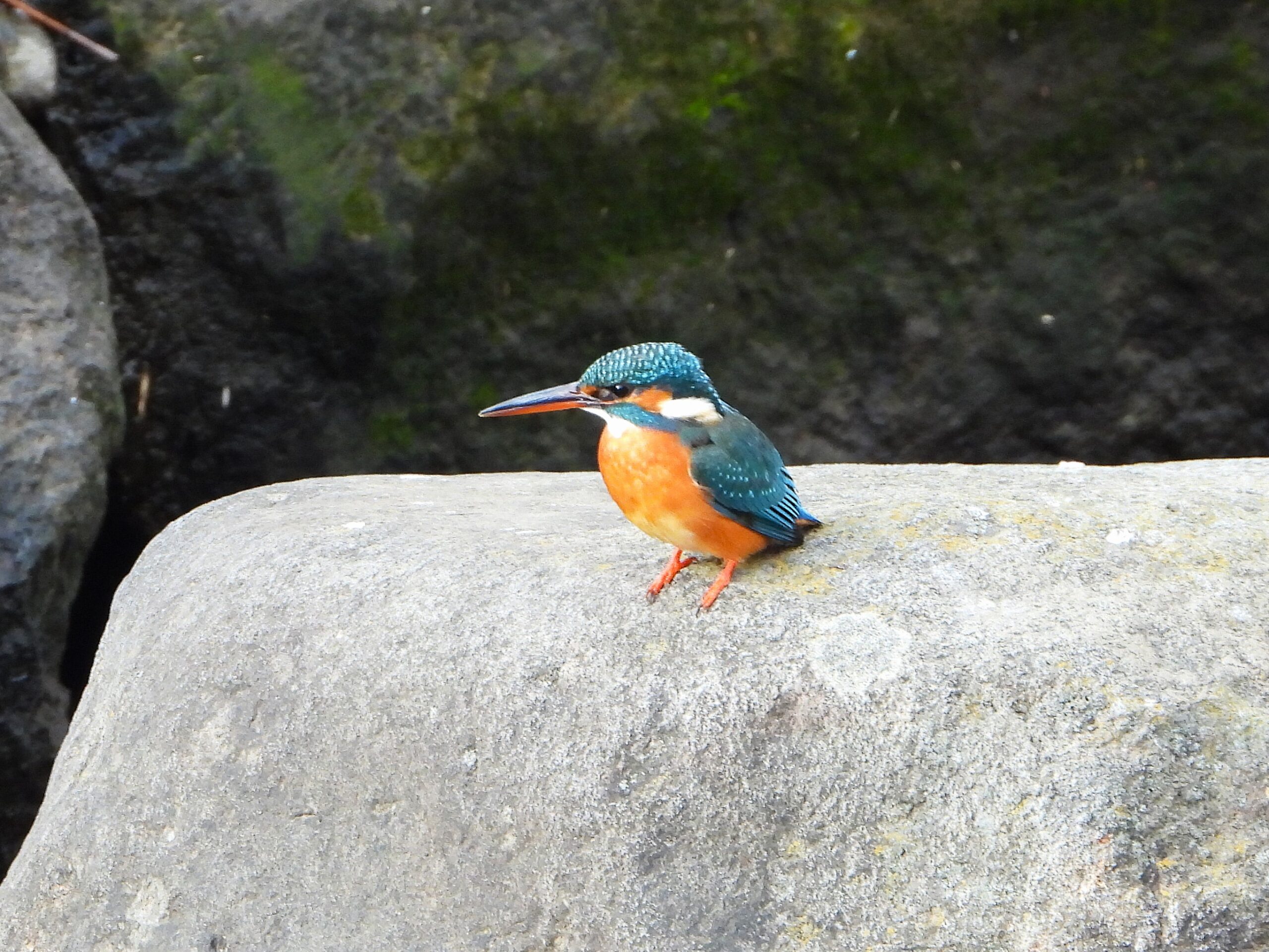 Common Kingfisher with blue upperparts and orange underparts perched on a riverside rock in Japan