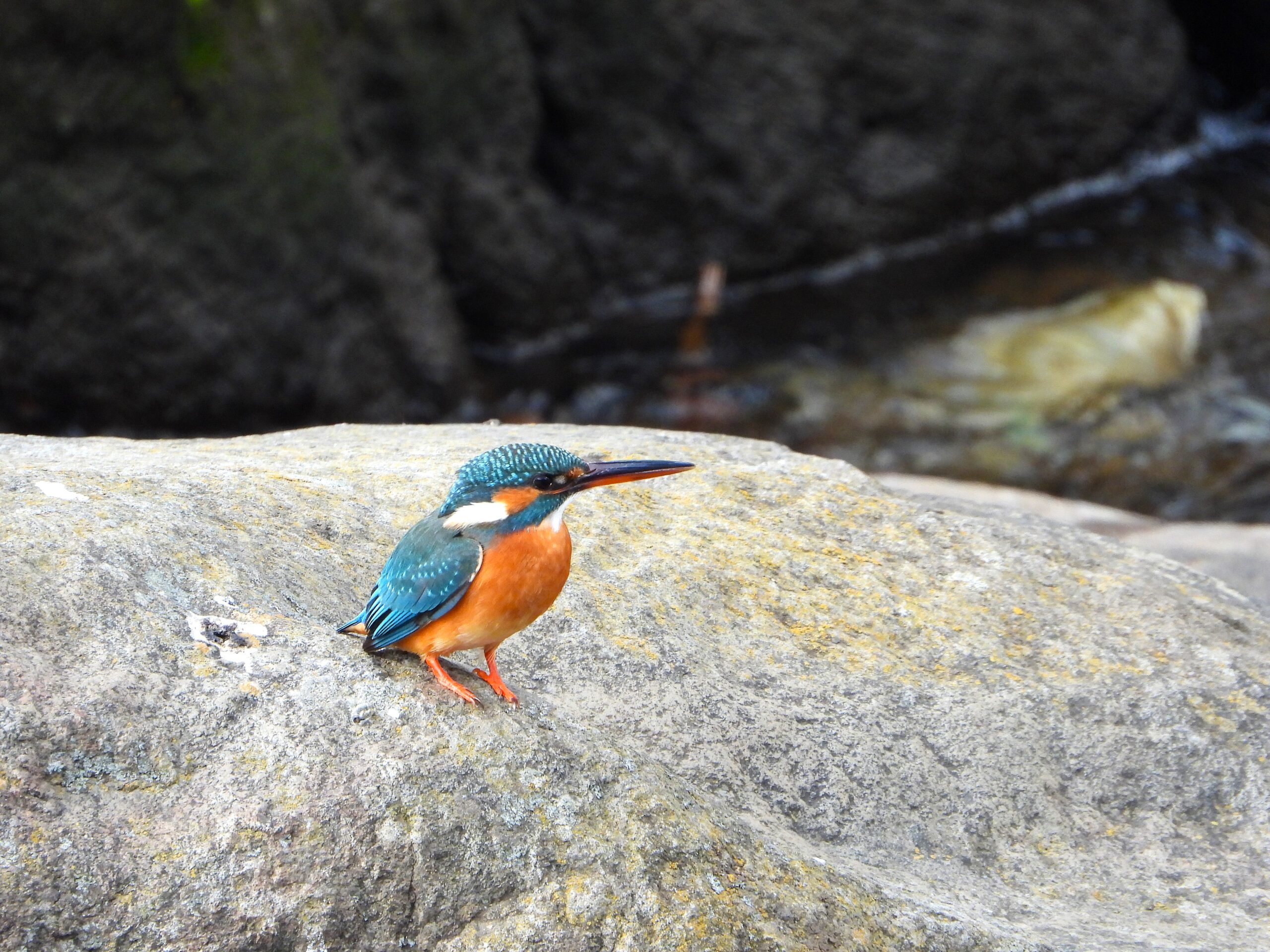 Common Kingfisher (Alcedo atthis) perched on a rock beside a stream in Japan