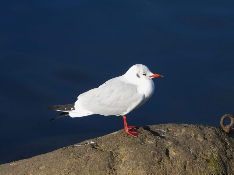 Black-headed Gull (Yurikamome) in winter plumage with red bill and legs, standing by water in Japan