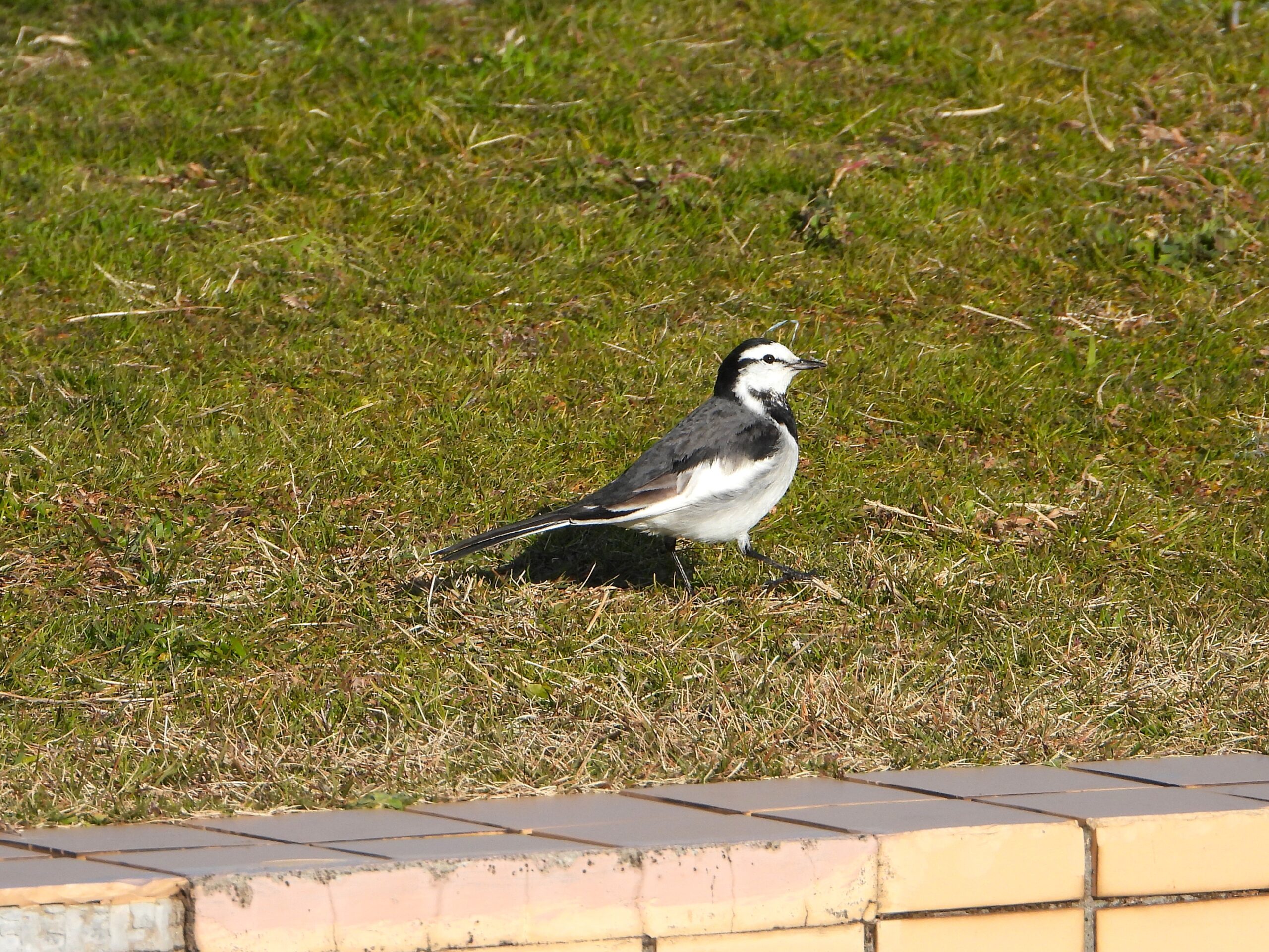 White Wagtail walking on grass in Japan, showing black-and-white plumage and long tail