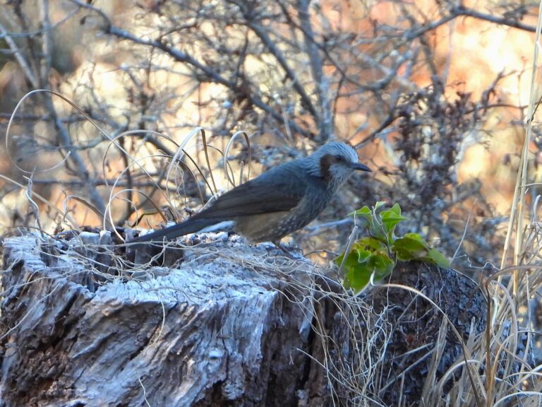 Brown-eared Bulbul perched on a tree stump in winter woodland in Japan