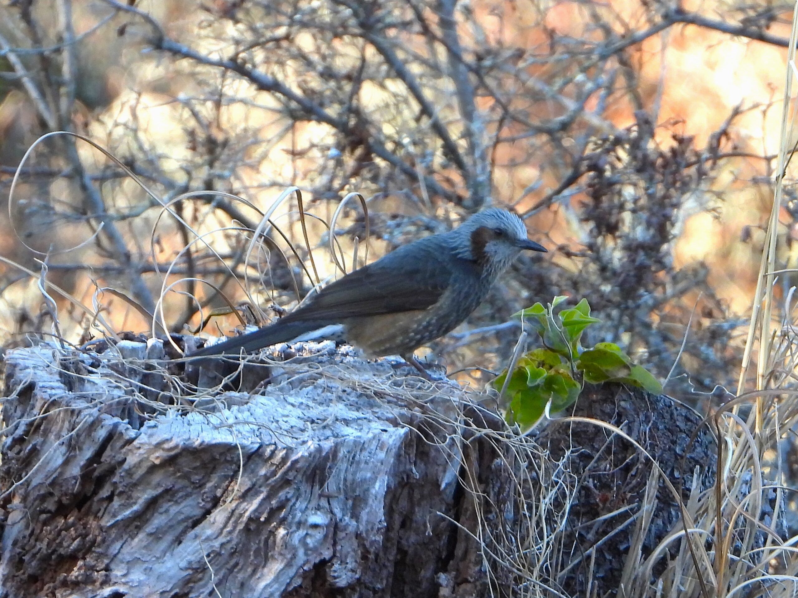 Brown-eared Bulbul perched on a tree stump in winter woodland in Japan