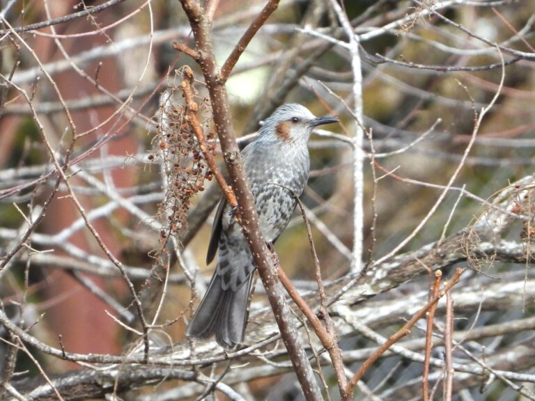 Brown-eared bulbul perched on tree branches in Japan