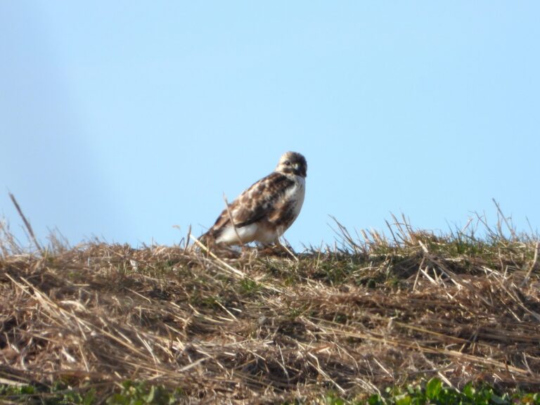 Eastern Buzzard (Buteo japonicus) perched on grassy ground in Japan, showing its gentle facial expression and mottled plumage