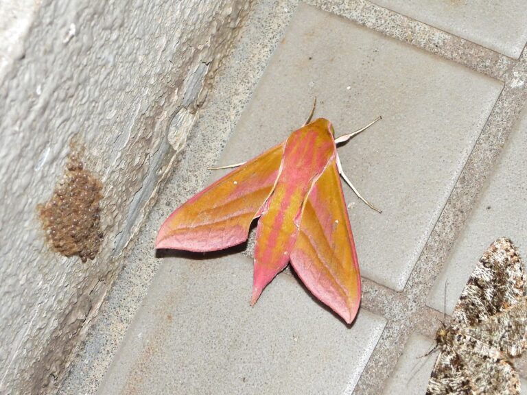 Deilephila elpenor (Benisuzume) adult moth resting on a wall in Japan, showing pink and olive-green wings