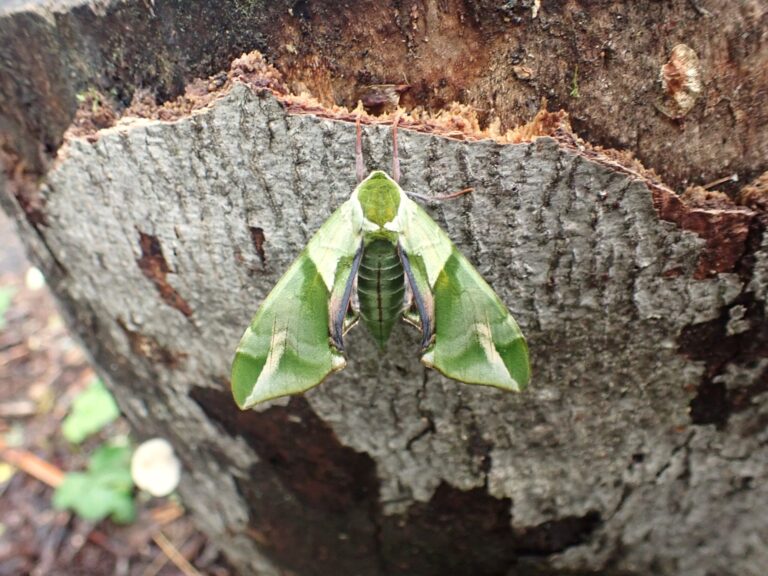 Unmon-suzume (Callambulyx tatarinovii gabyae) resting on tree bark in Japan
