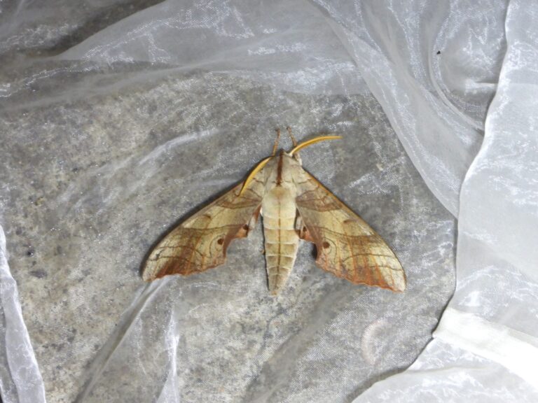 Marumba sperchius adult resting with wings spread, leaf-like camouflage pattern in Japan