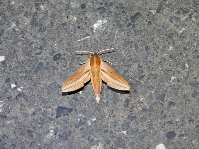 Theretra japonica adult hawkmoth resting on asphalt in Japan