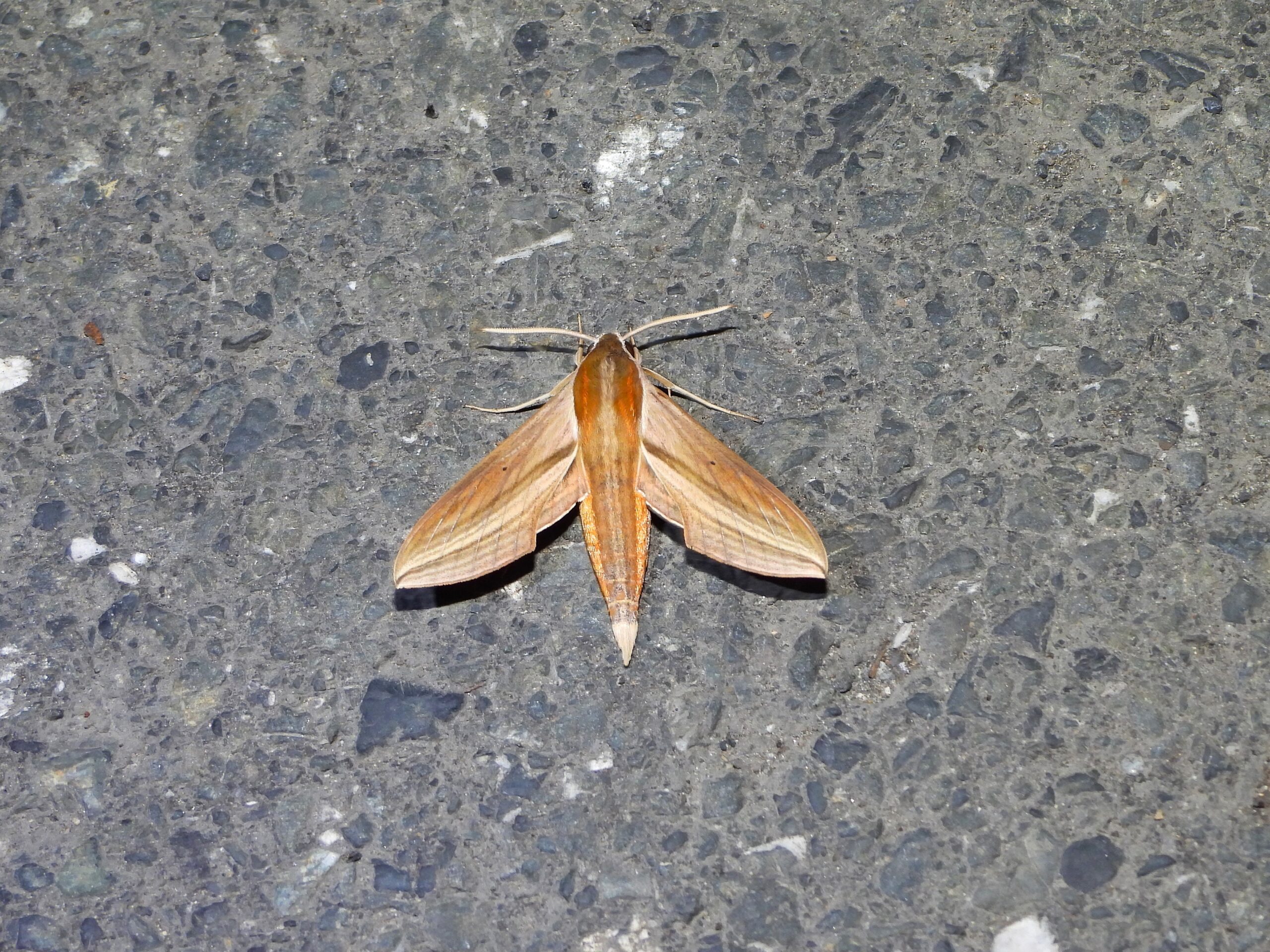 Theretra japonica adult hawkmoth resting on asphalt in Japan