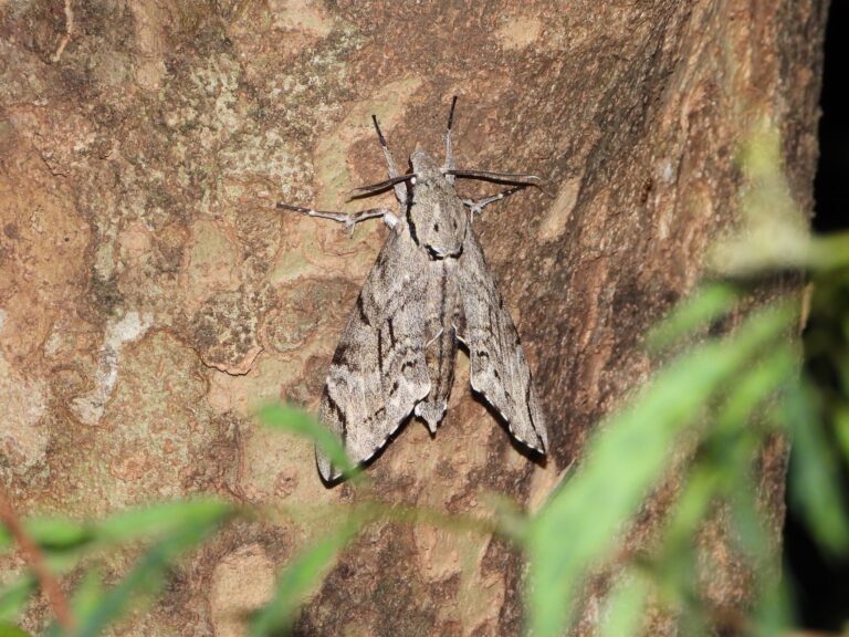 Plain Grey Hawkmoth (Psilogramma increta) resting on tree bark at night in Japan