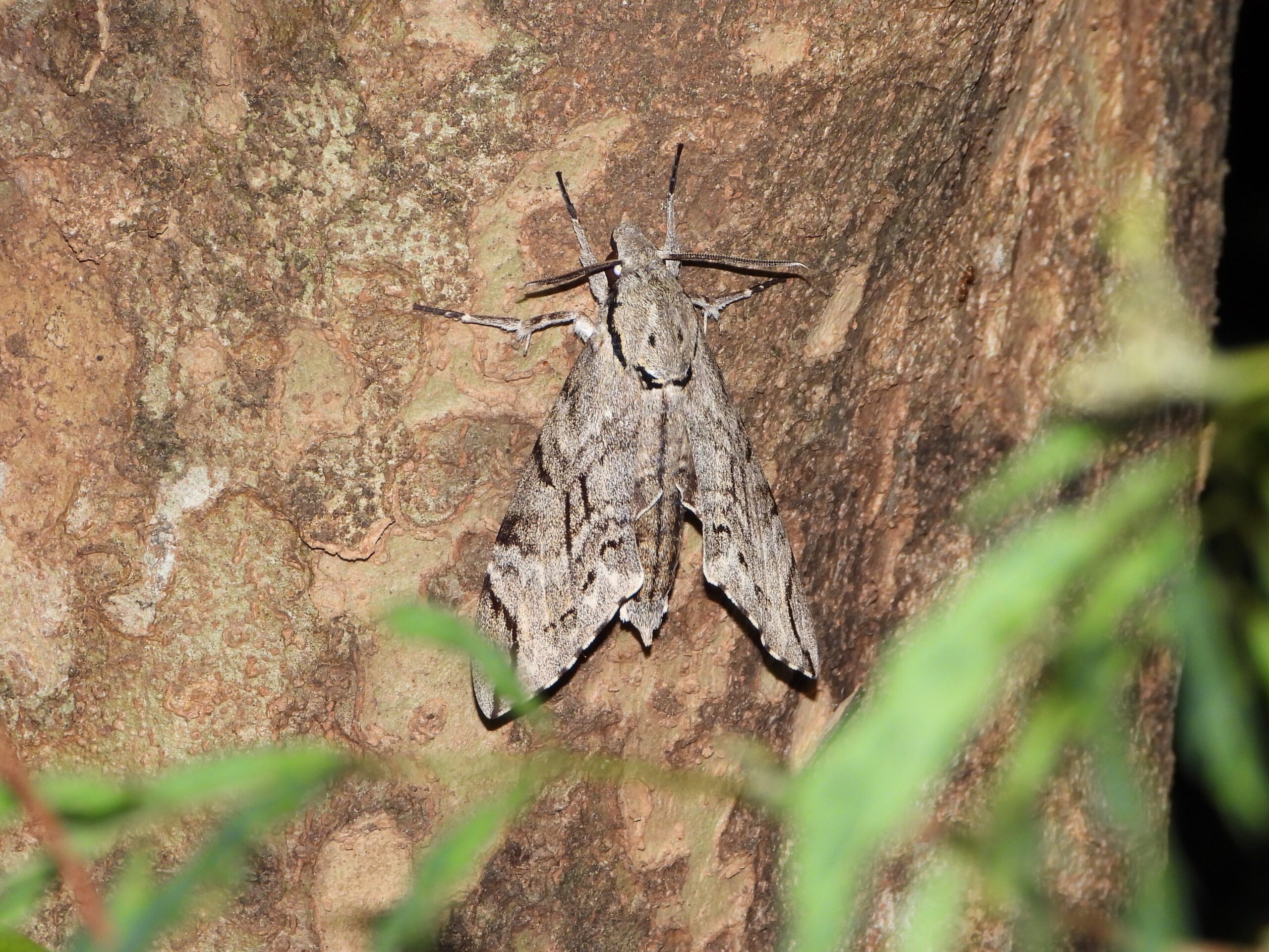 Plain Grey Hawkmoth (Psilogramma increta) resting on tree bark at night in Japan