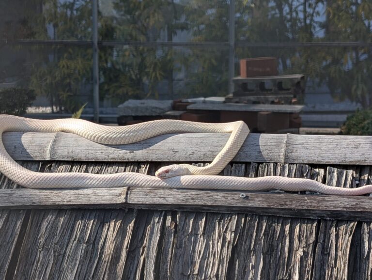 Real white snake at Iwakuni White Snake Museum, protected albino Japanese rat snake
