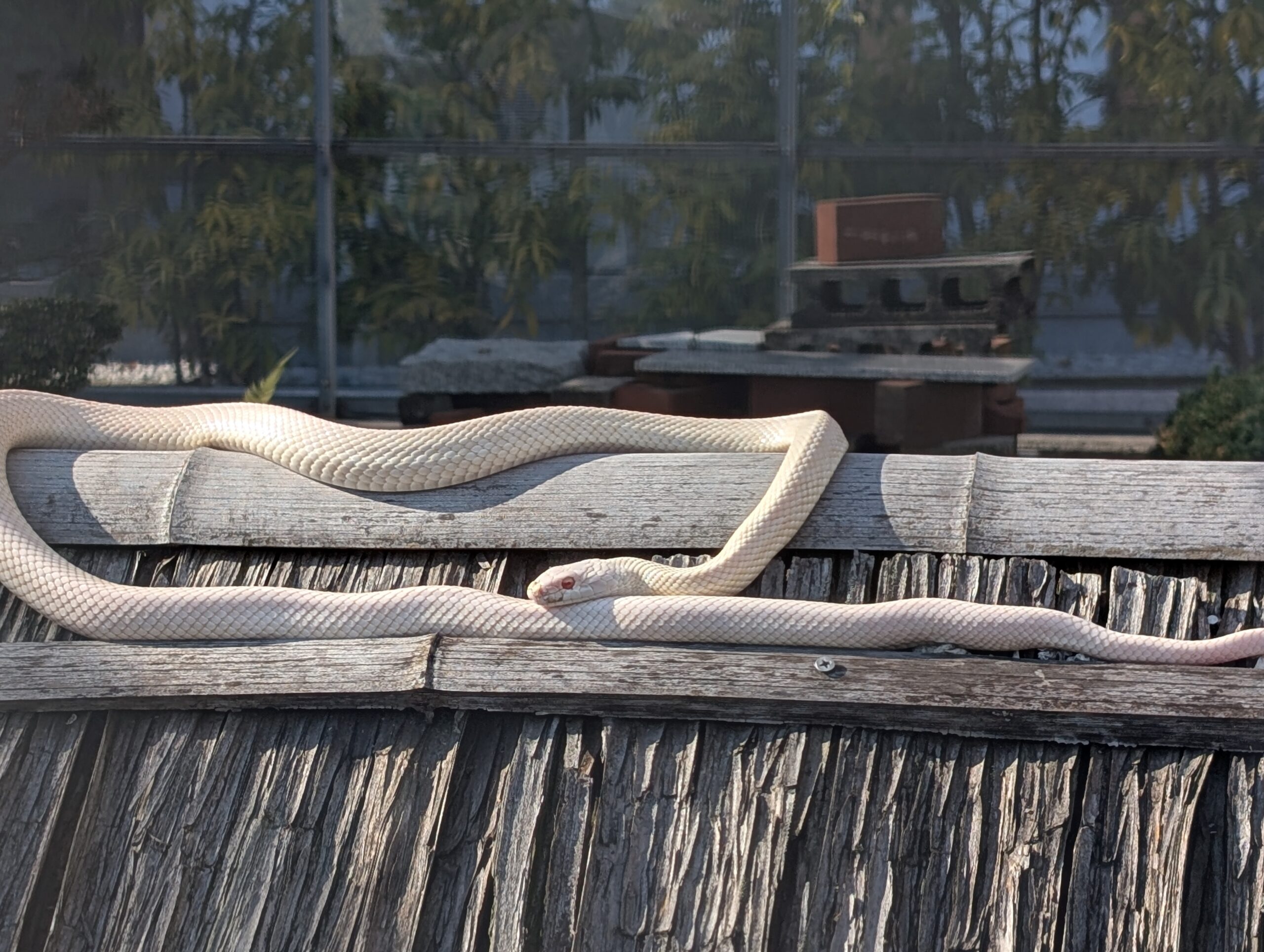 Real white snake at Iwakuni White Snake Museum, protected albino Japanese rat snake