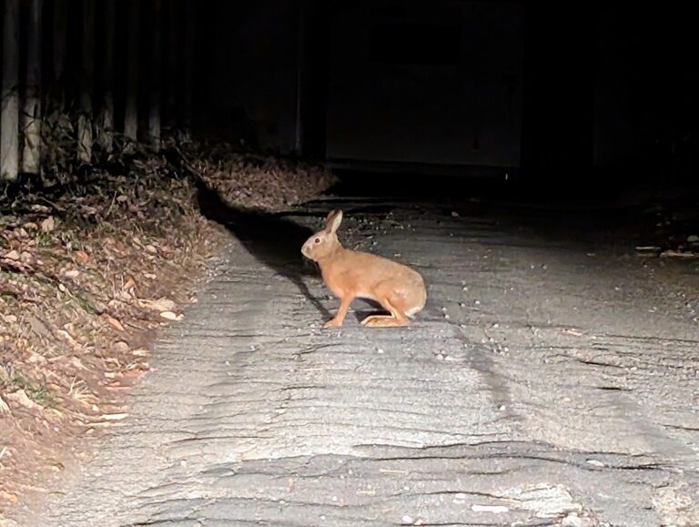 Japanese hare (Lepus brachyurus) crossing a forest road at night in Japan
