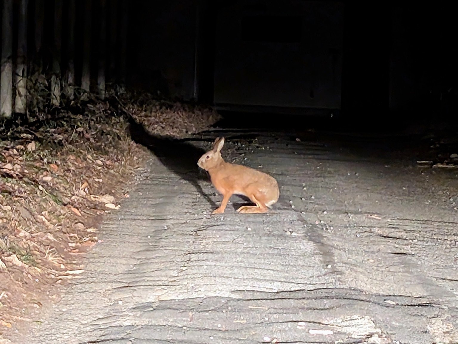 Japanese hare (Lepus brachyurus) crossing a forest road at night in Japan
