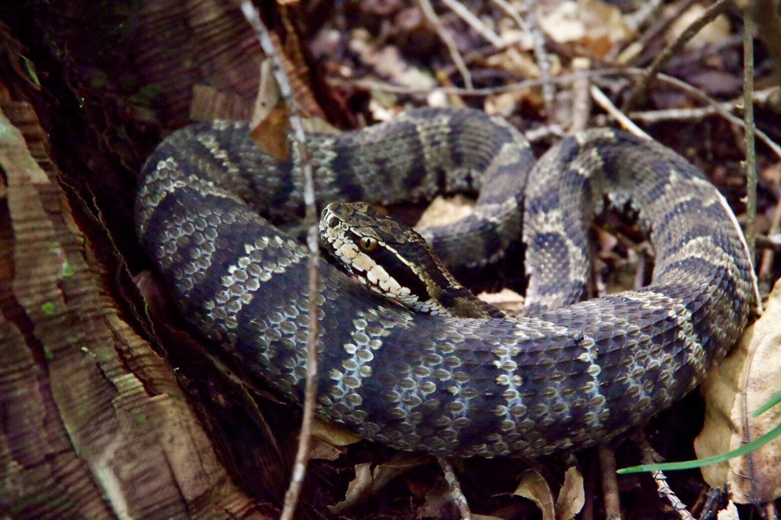 Camouflaged mamushi snake coiled on forest floor in Japan