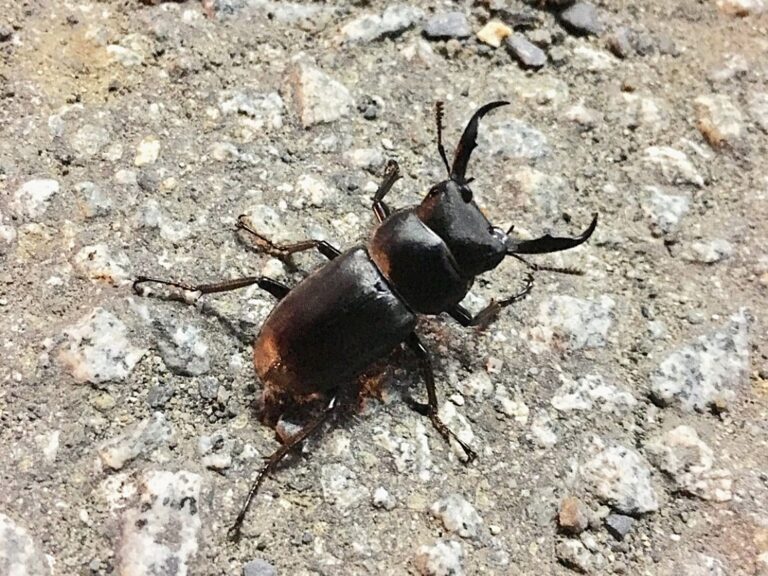 Little stag beetle (Dorcus rectus) walking on a gravel surface, showing its curved mandibles and glossy dark body