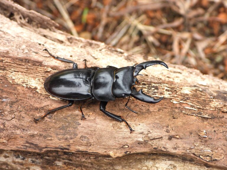 Japanese flat stag beetle (Dorcus titanus) male on fallen log with large straight mandibles
