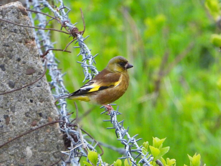 Oriental Greenfinch perched on barbed wire showing yellow wing patch in Japan