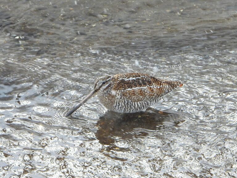 Solitary Snipe (Gallinago solitaria) foraging in a shallow mountain stream in Japan