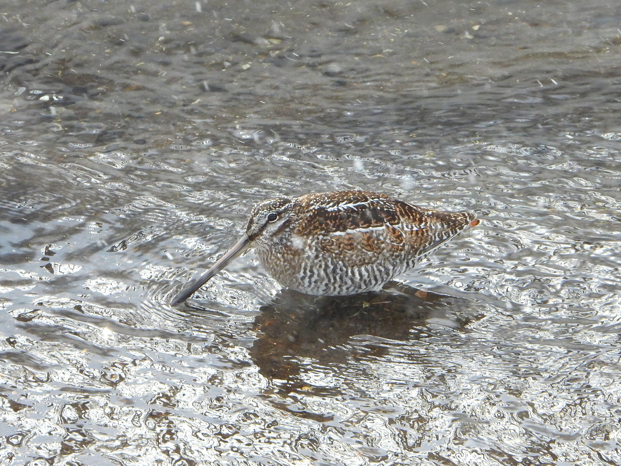Solitary Snipe (Gallinago solitaria) foraging in a shallow mountain stream in Japan
