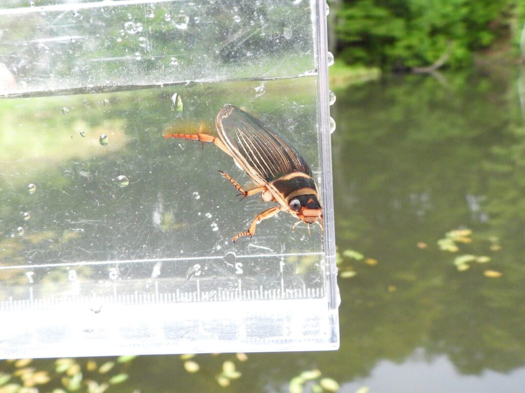 Ezo gengorou-modoki diving beetle photographed in Japan