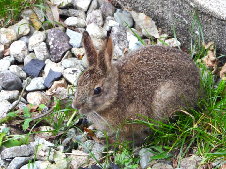 Close-up of a Japanese hare (Lepus brachyurus) in Japan