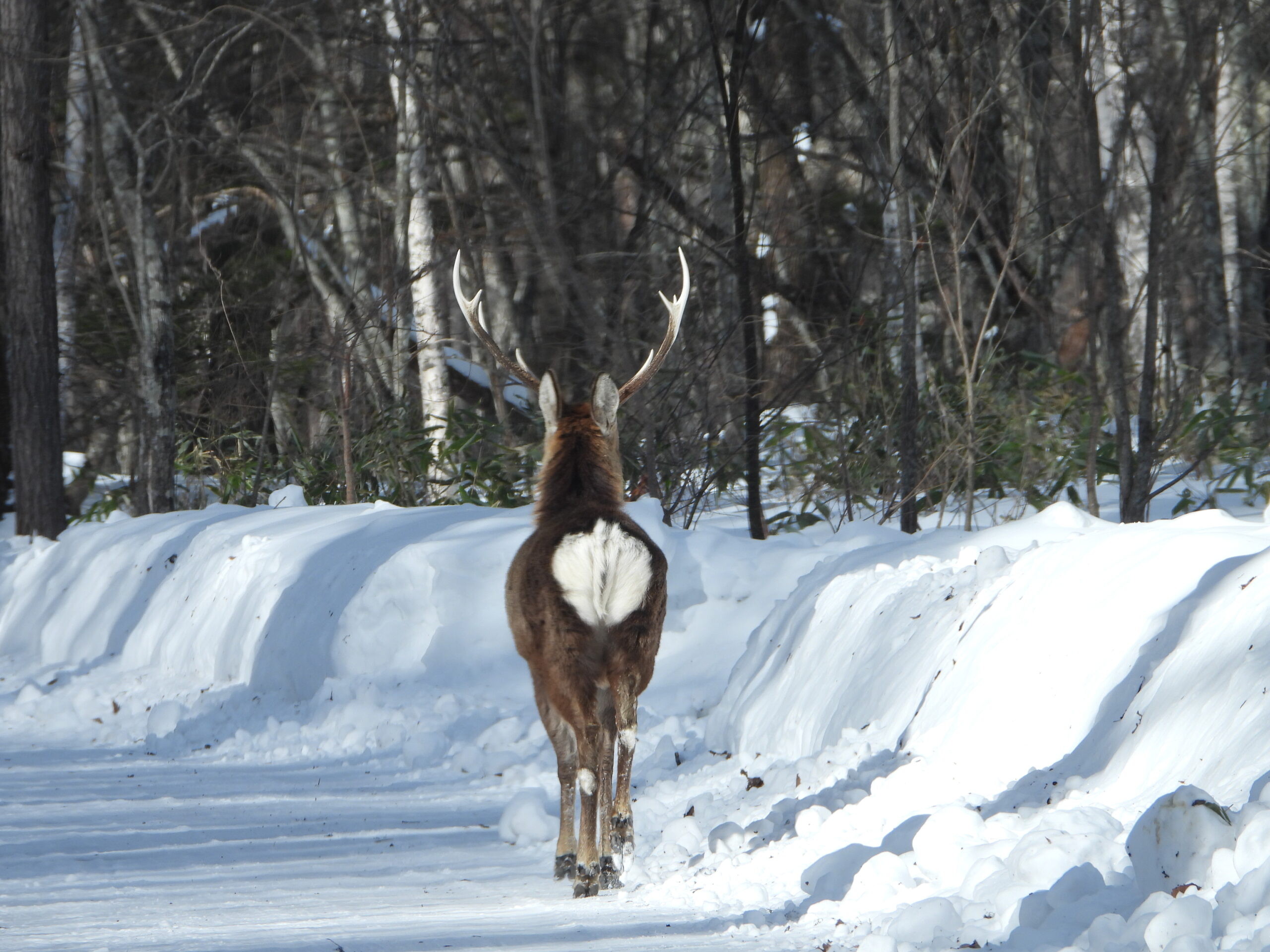 Deer walking along a snowy forest road in Japan