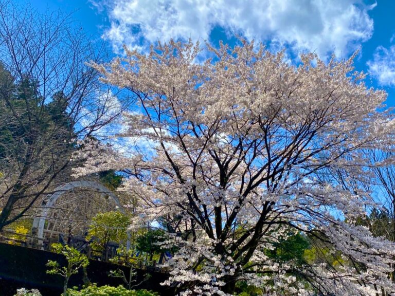 Cherry blossom tree in full bloom under a blue spring sky in Japan